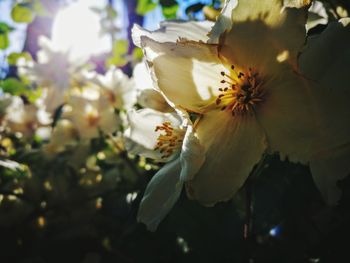 Close-up of white cherry blossom