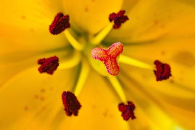 Close-up of yellow flowers