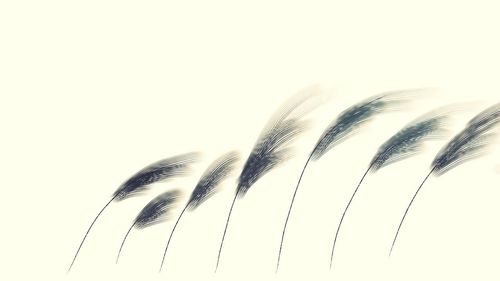 Close-up of feather against white background