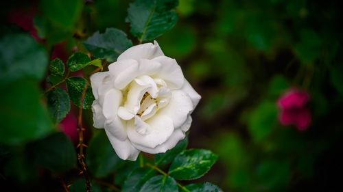 Close-up of white rose