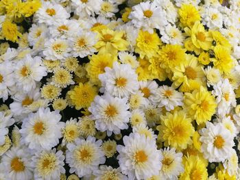 Close-up of yellow flowers blooming outdoors