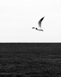 Seagull flying over sea against clear sky