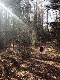 Trees in forest