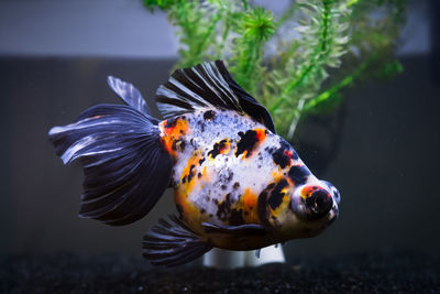 Close-up of fish swimming in aquarium