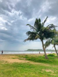 Palm trees on beach against sky