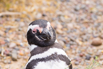 Close-up of duck on rock