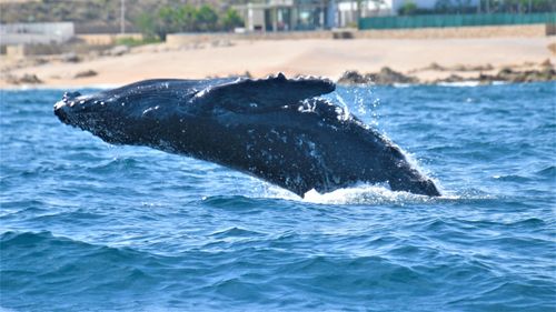 Baby whale beaching off mexico