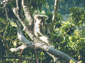 View of koala on branch