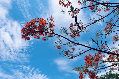 Low angle view of cherry blossoms against sky