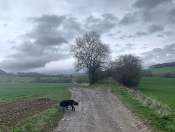 View of dog on road amidst field in eichsfeld, thuringia, germany
