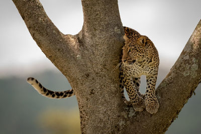 Leopard on tree trunk