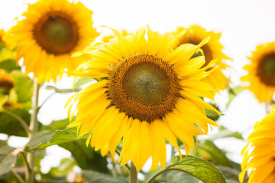 Close-up of sunflower blooming against sky