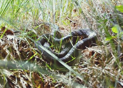 Close-up of snake