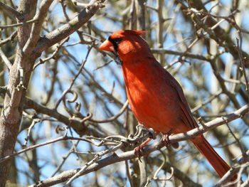 Low angle view of bird perching on branch