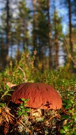 Close-up of mushroom growing on field