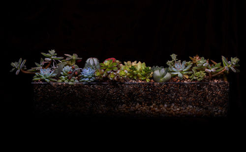 Close-up of potted plants