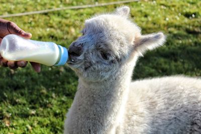 Close-up of hand holding animal in field