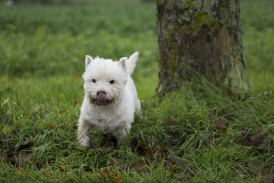 Close-up of white dog on field