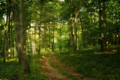 Trees growing in forest