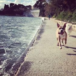 Portrait of dog standing on sea shore