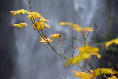 Close-up of yellow flowering plant