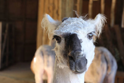 Close-up portrait of a horse