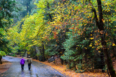 Rear view of women walking in forest