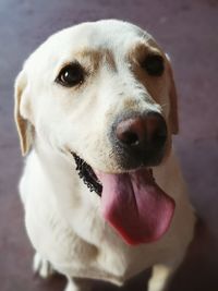 Close-up portrait of dog sticking out tongue