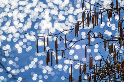 Low angle view of icicles against bare trees during winter