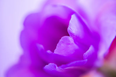Close-up of purple flower blooming outdoors