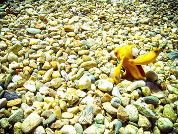 Close-up of yellow lizard on pebbles