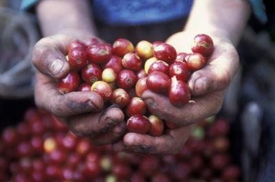 Cropped image of vendor holding bunch of berries