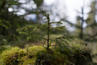 Close-up of tree branch