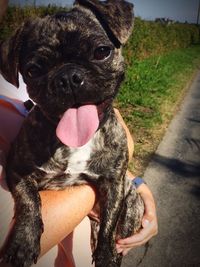 Close-up portrait of dog sticking out tongue outdoors