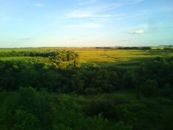 Scenic view of agricultural field against sky