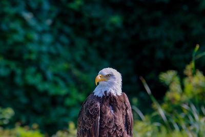 Close-up of eagle against blurred background