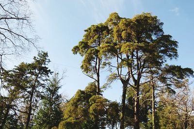 Low angle view of trees