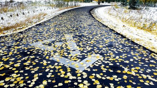 Close-up of autumn leaves in water