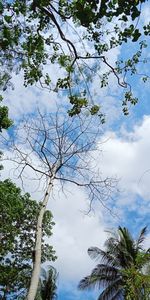 Low angle view of trees against cloudy sky