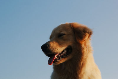 Low angle view of dog against clear sky