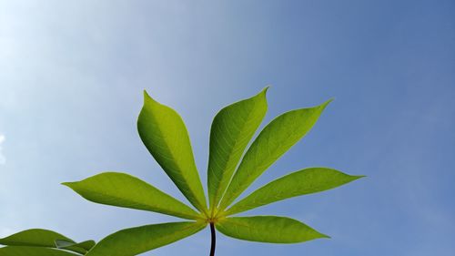 Close-up of plant against clear blue sky