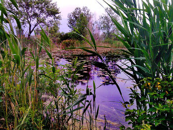 Scenic view of calm river