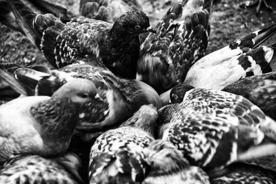 Close-up of birds