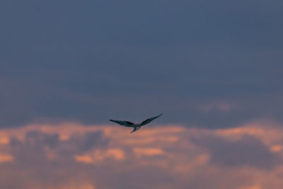 Low angle view of bird flying in sky