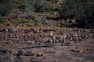 Zebras standing on zebra