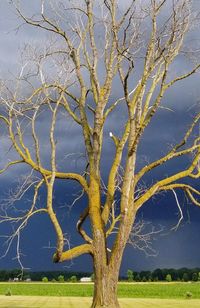 Bare tree on field against sky