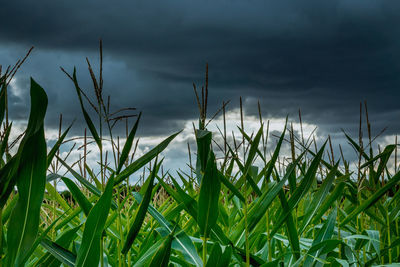 Close-up of crops growing on field against sky