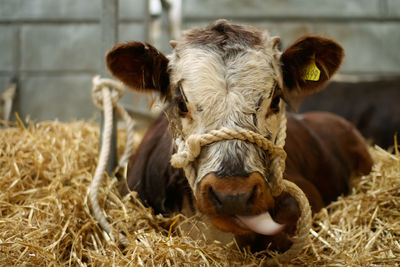 Cow in pen licking its tongue