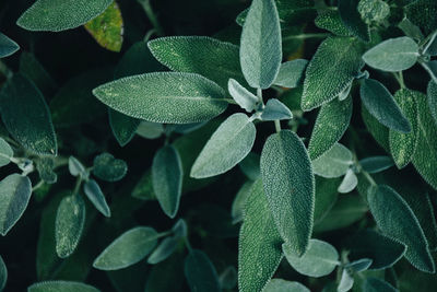 Close-up of green leaves