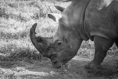 A black and white headshot of a rhino 